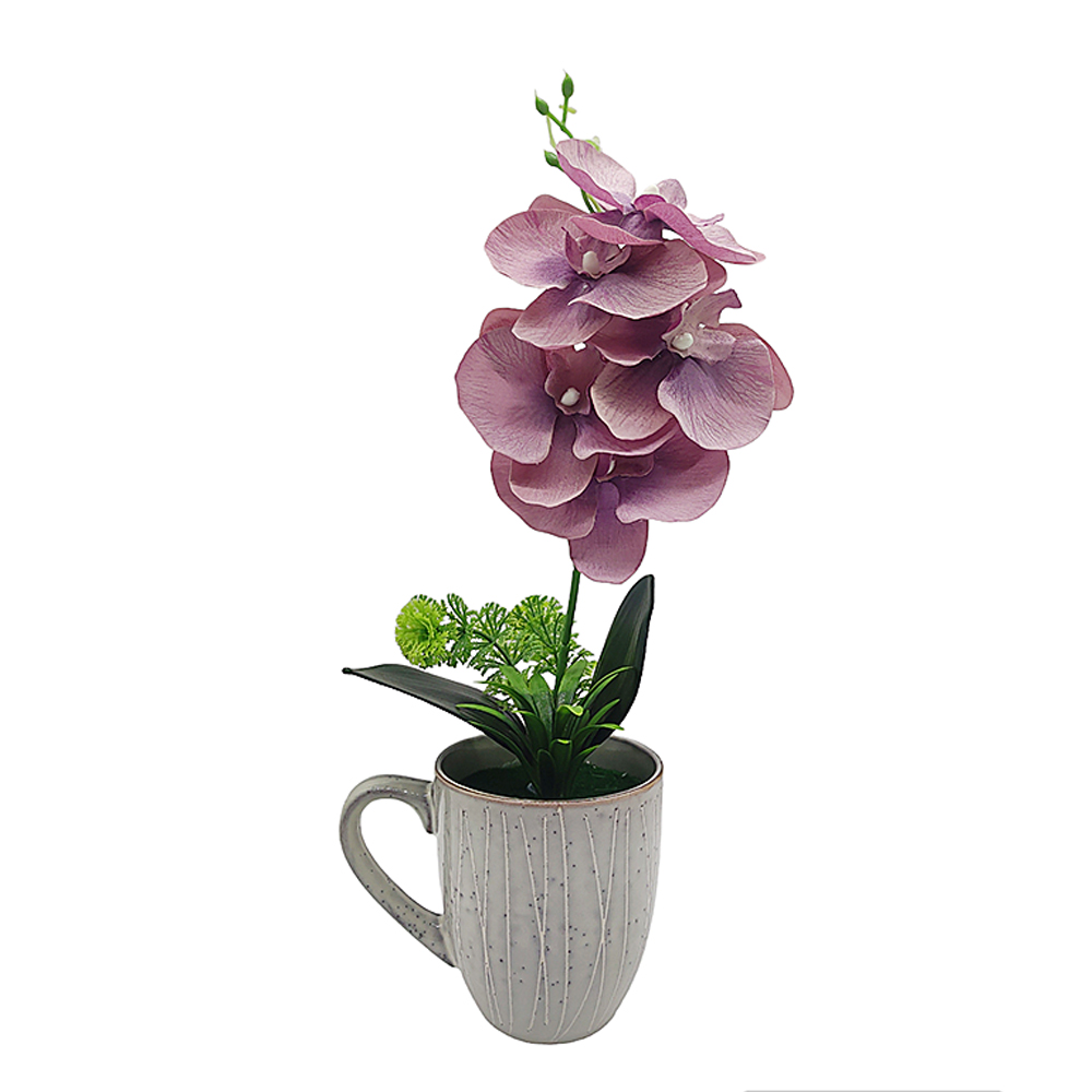 yaques-hnos-planta-orquidea-en-taza-2