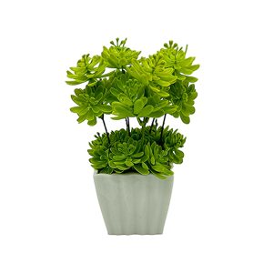 Planta Sedum en Maceta