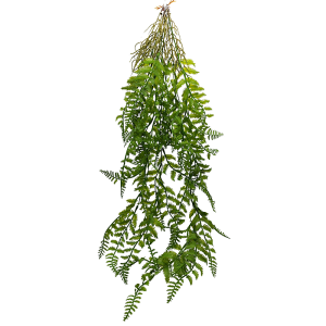 Planta Colgante de Hojas Tipo Helecho