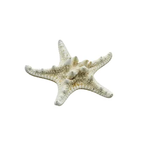 Estrella de Mar