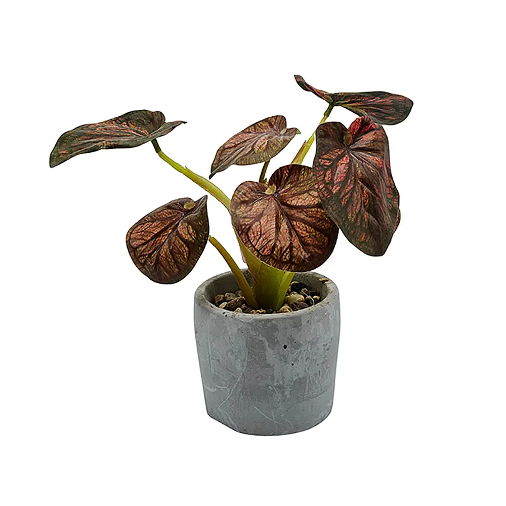 yaques-hnos-planta-hojas-de-bogonia-en-maceta-SB25351-1
