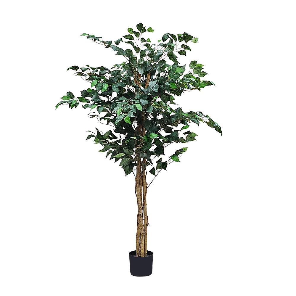 yaques-hnos-arbol-ficus-170mt-SB25641C-1