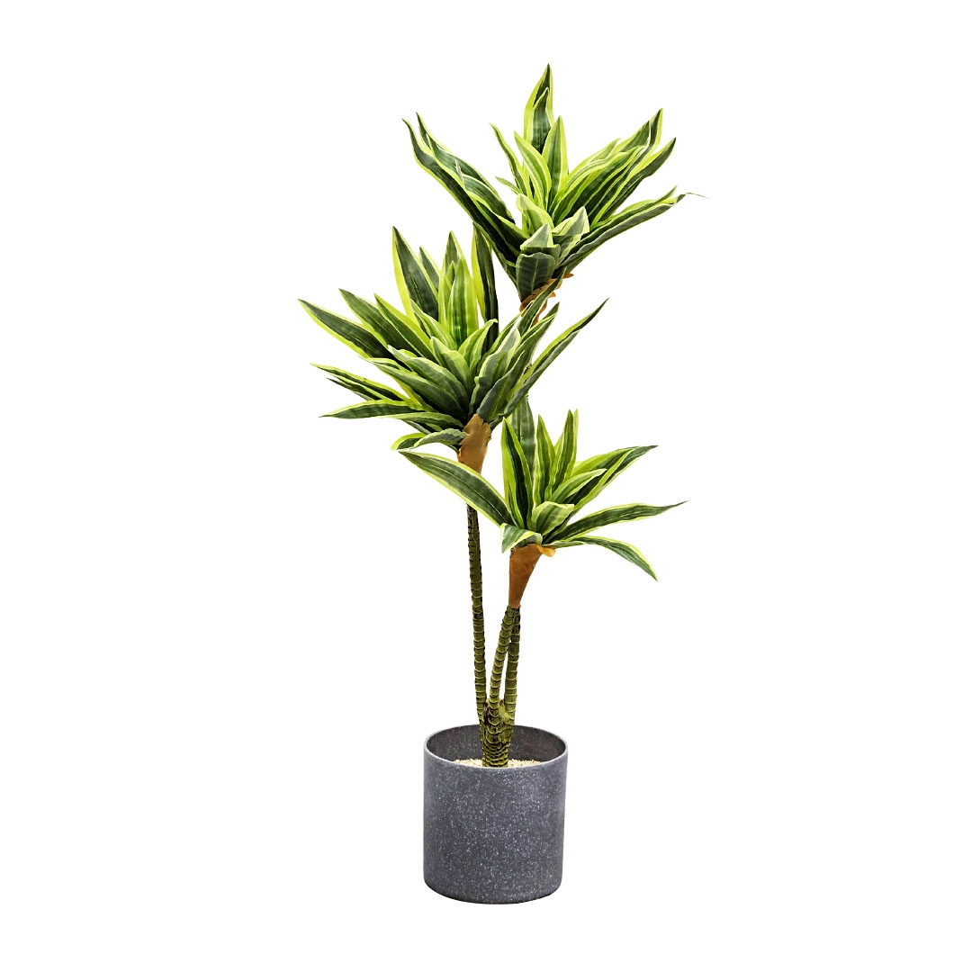 yaques-hnos-planta-dracaena-60cm-sin-maceta-SB25388-1