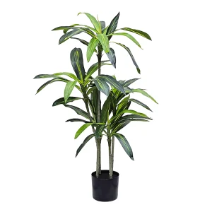 Planta Drácena 1,20mt