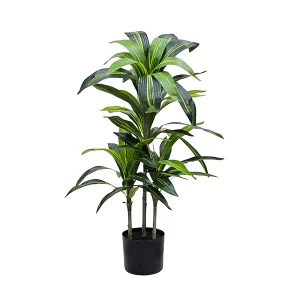 Planta Drácena 1mt