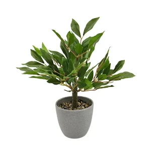 Planta de la Fortuna 31 cm Alto